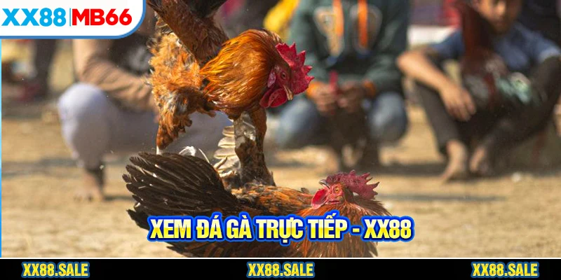 Có nhiều lựa chọn để xem đá gà trực tiếp