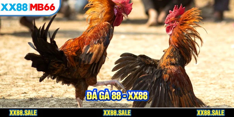 Đá gà 88 đã đi vào hoạt động được 10 năm