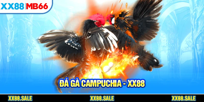 Đá gà Campuchia có 3 hình thức thi đấu chính