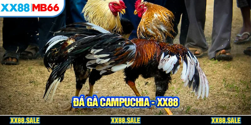 đá gà campuchia