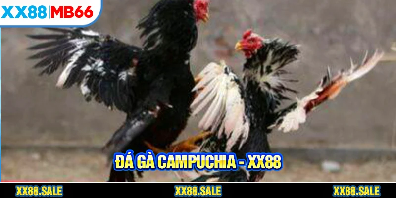 Đá gà đòn được người hâm mộ Việt Nam yêu thích