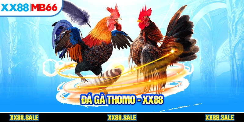 Đá gà Thomo vô cùng kịch tính và máu lửa
