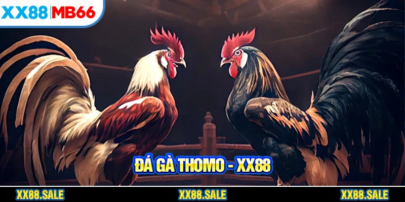 đá gà thomo