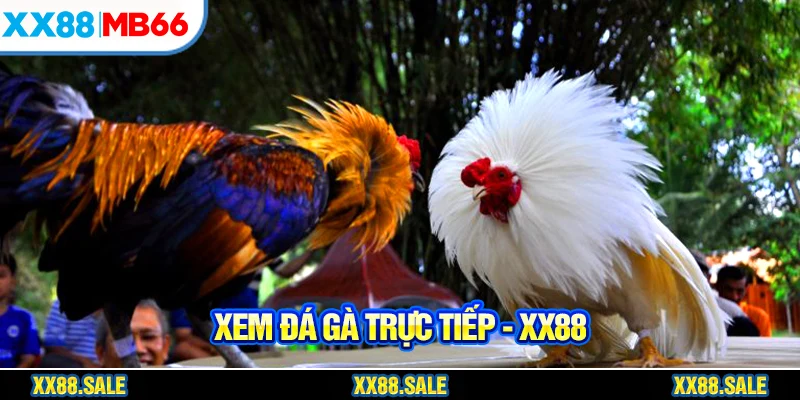 Xem đá gà trực tiếp qua nền tảng online ngày càng phổ biến