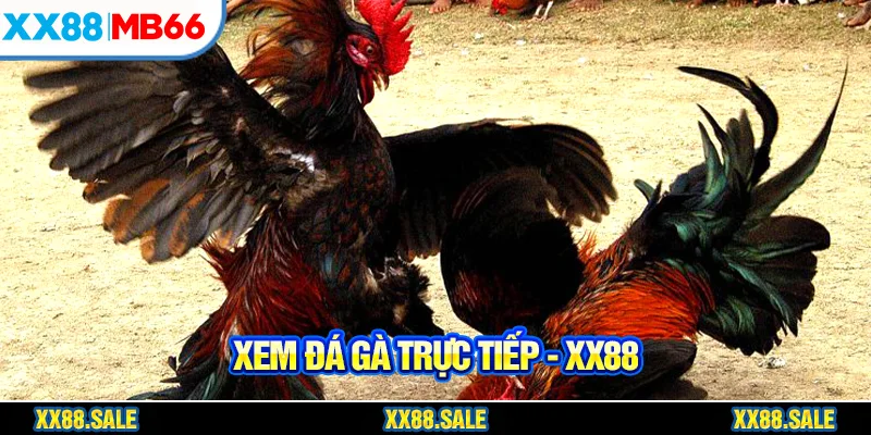 Xem đá gà trực tiếp trên XX88 cực kỳ rõ nét