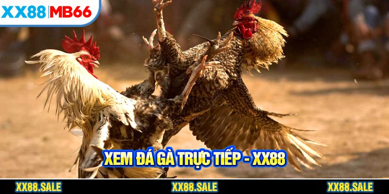 xem đá gà trực tiếp