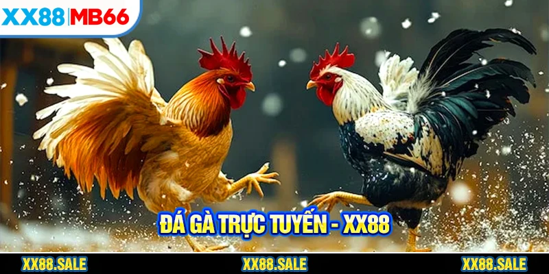 Xem đá gà trực tuyến phải có bình luận tiếng Việt